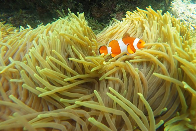 Try Scuba Diving at Padang Bai - Is $99.60 good value?