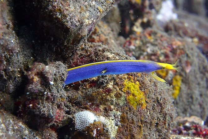 Try Scuba Diving at Tulamben Shipwreck - Two sessions, two views of the wreck