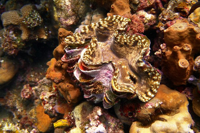 Try Scuba Diving at Tulamben Shipwreck - The return journey and the true length of the day
