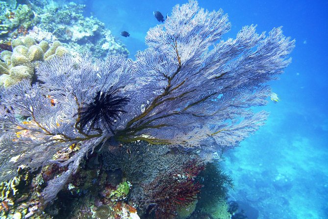 Try Scuba Diving at Tulamben Shipwreck - Who should book this experience
