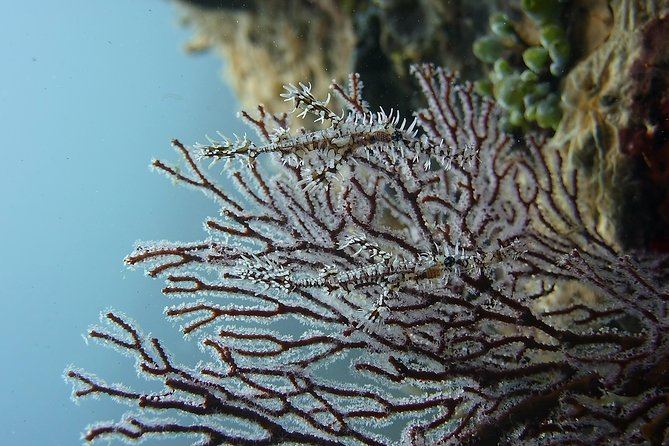 Try Scuba Diving at Tulamben Shipwreck - Safety, training, and what you need to bring