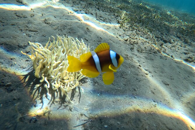 Try Scuba Diving Experience for Beginners in Hurghada - First reef session: learning to relax underwater