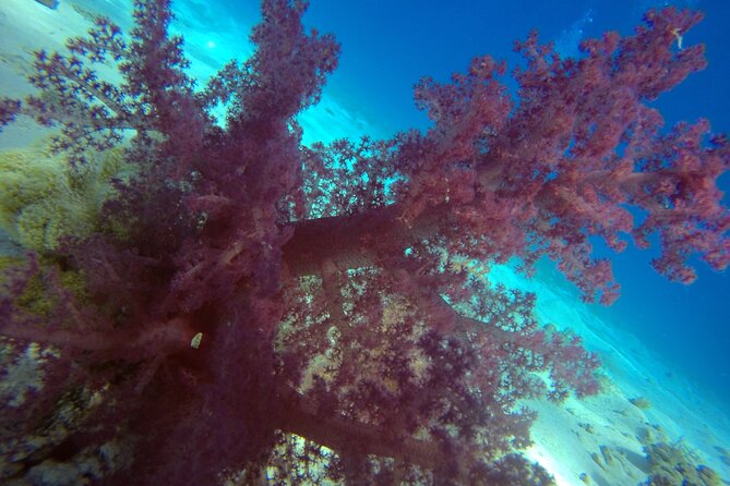 Try Scuba Diving Experience for Beginners in Hurghada - Lunch and the pause between sessions