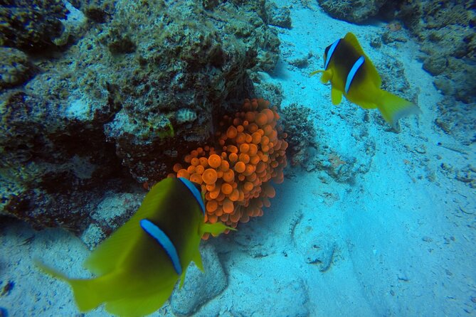 Try Scuba Diving Experience for Beginners in Hurghada - Second reef session: more time to enjoy the Red Sea