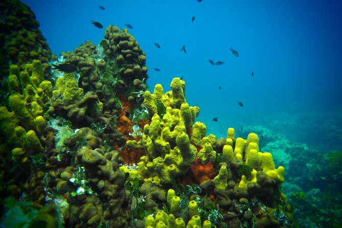 Try Scuba Diving for Beginners by Boat on Diaporos Island - Karydi and Vourvourou by boat