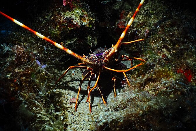 Try Scuba Diving for Beginners by Boat on Diaporos Island - Snorkeling, snacks, and the floating bar option