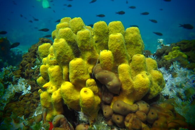Try Scuba Diving for Beginners by Boat on Diaporos Island - What the $119.14 price buys you
