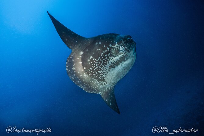 Try Scuba Diving for Beginners with manta rays (Non - Certified) - What the two underwater sessions are meant to offer