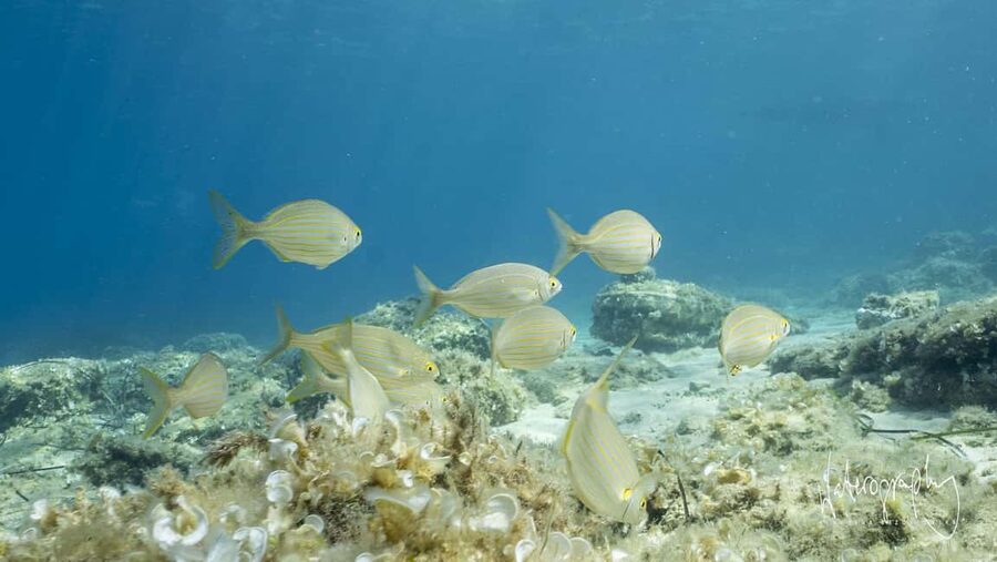 Try Scuba Diving from Boat in Budva - Budva Diving Center - Key things to know before booking