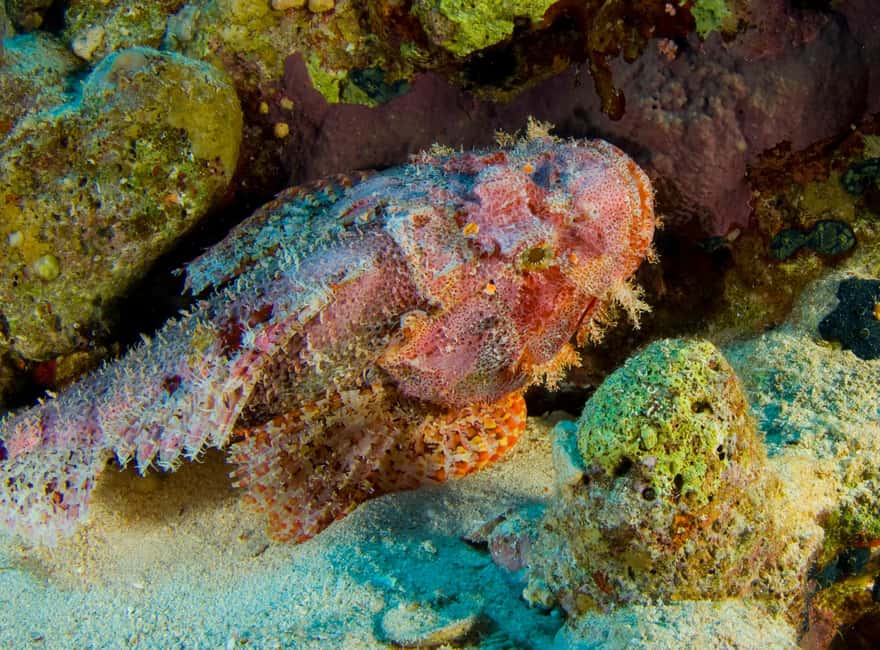 Try Scuba Diving from Boat in Budva - Budva Diving Center - Practical tips for a smoother morning or afternoon