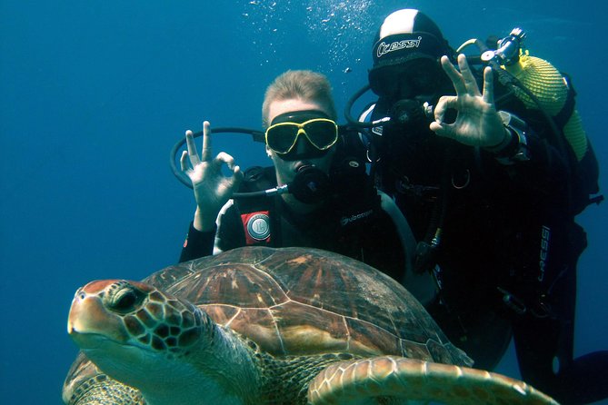 Try Scuba Diving in a turtle area (boat) - Key points to know before booking
