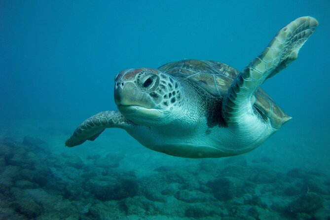Try Scuba Diving in a turtle area (boat) - What you may see underwater