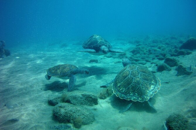 Try Scuba Diving in a turtle area (boat) - Timing your booking around Tenerife plans