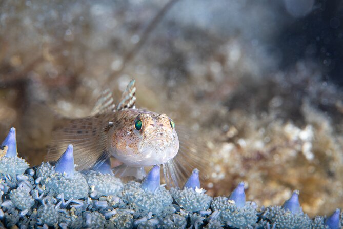 Try Scuba Diving in Galway, Ireland - The Four-Hour Option at Coral Strand