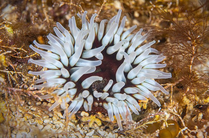 Try Scuba Diving in Galway, Ireland - Marine Life in Galway’s Shallows