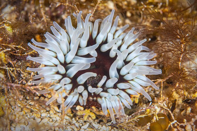 Try Scuba Diving in Galway, Ireland - Equipment, Food, and Group Size