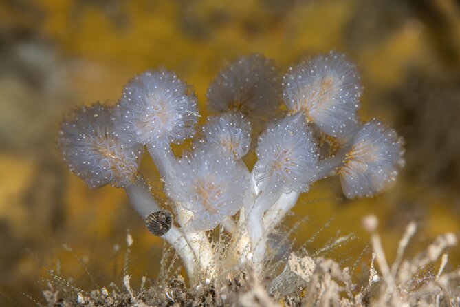 Try Scuba Diving in Galway, Ireland - Is the $187.53 Price Fair?