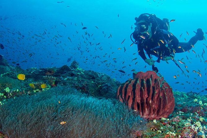 Try Scuba Diving In Havlock - Key points to know before you book