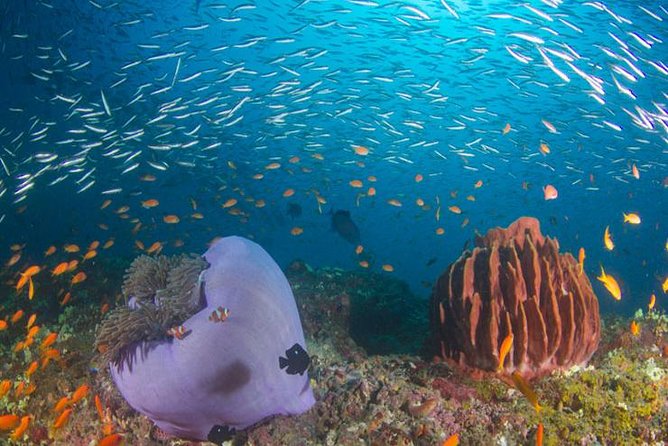 Try Scuba Diving In Havlock - Shore entry or a selected boat site