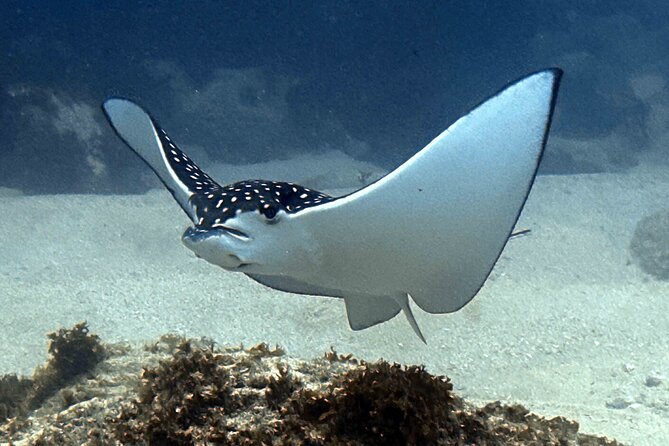 Try Scuba Diving in Kauai From a Boat: No Experience Necessary - Why the Instructors Matter More Than the Fish