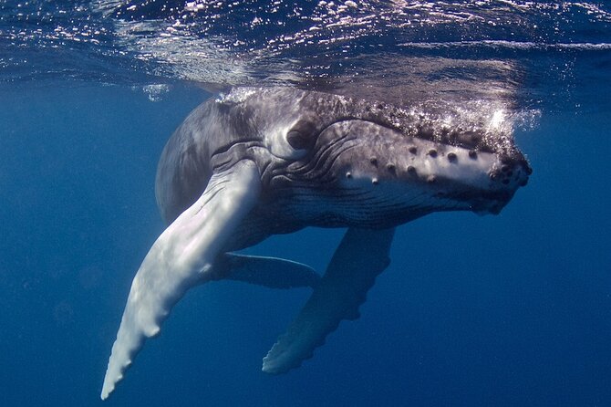 Try Scuba Diving in Kauai From a Boat: No Experience Necessary - Who Should Choose This Kauai Activity?