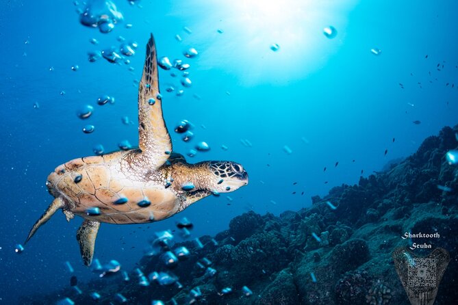 Try Scuba Diving in Kauai From a Boat: No Experience Necessary - Timing Your Day Around Scuba