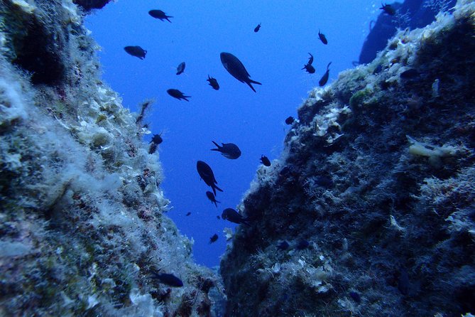 Try Scuba Diving in Lanzarote (No experience needed) - Meeting at Playa Chica in Puerto del Carmen
