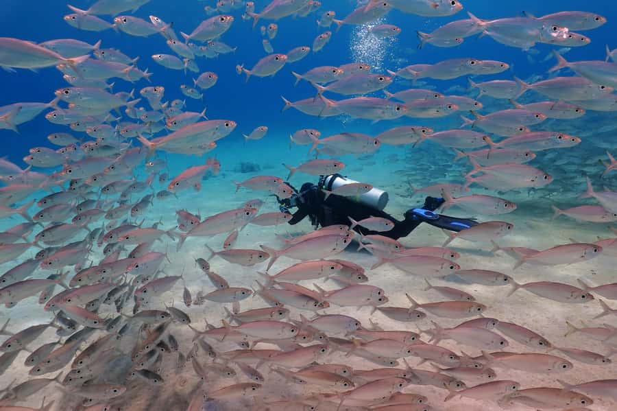 Try Scuba Diving in Racha Yai/noi: 3 Dives for Non-Certified - The essentials at a glance