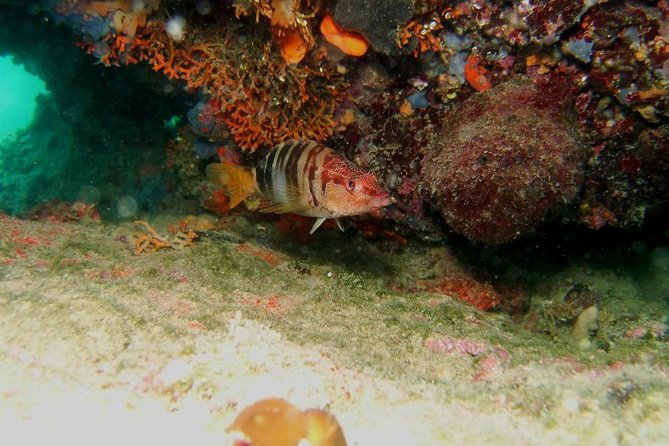 Try Scuba Diving in Split - The underwater setting near Split