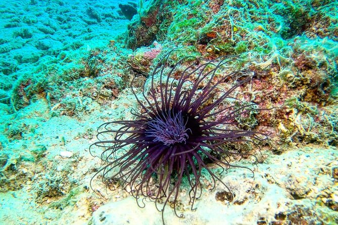 Try Scuba Diving in Split - Why the small group matters underwater