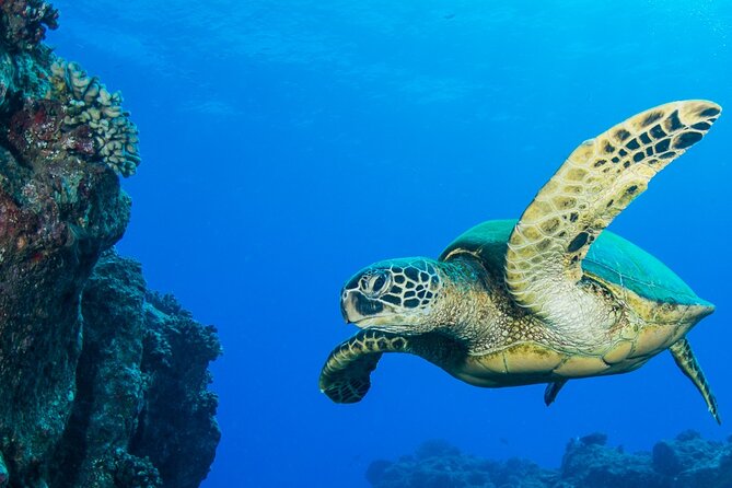 Try Scuba Diving on Kaua’i with Sea Turtles - A 7:30 am start at Koloa Landing
