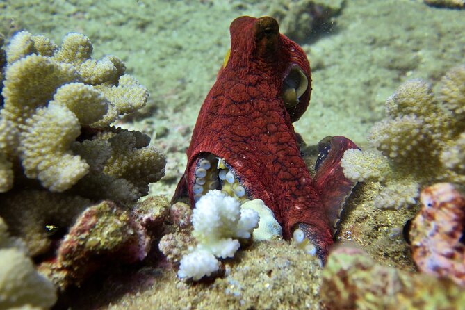 Try Scuba Diving on Kaua’i with Sea Turtles - A small group with more room for questions