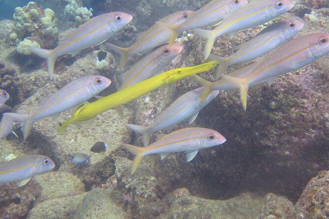 Try Scuba Diving on Kaua’i with Sea Turtles - The boat and time between underwater sessions