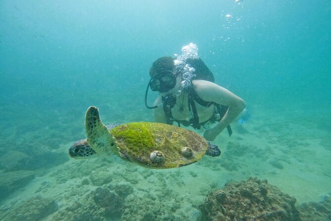 Try Scuba Diving & snorkeling with BBQ lunch in Fujairah - The confined-water lesson comes first