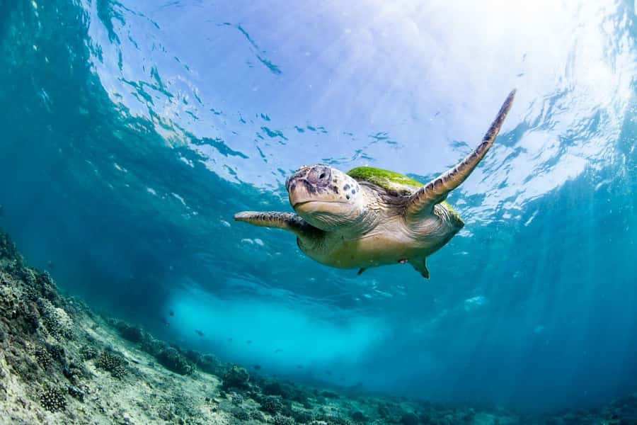 Try scuba Diving Tours To Daymaniyat Islands. - The 25-minute boat ride to the reserve