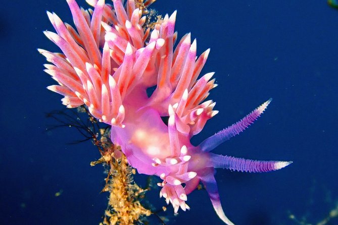 Try Scuba Diving with 2 Ocean Dives - A short break before the second descent