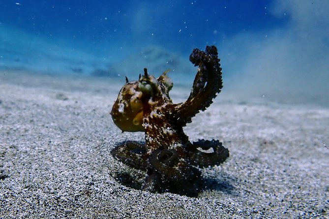 Try Scuba Diving with 2 Ocean Dives - Reaching 12 meters on the second 40-minute session