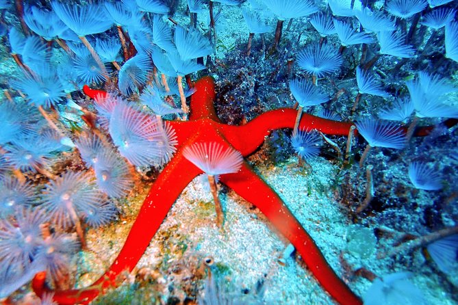 Try Scuba Diving with 2 Ocean Dives - Why the instructors matter more than the fish
