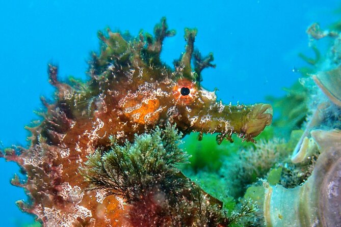 Try Scuba Diving with 2 Ocean Dives - Marine life and what you may actually see