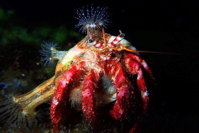 Try Scuba Diving with 2 Ocean Dives - Is $169.38 good value?