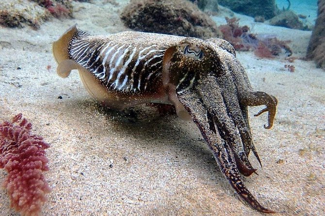 Try Scuba Diving with 2 Ocean Dives - Getting comfortable at Playa Chica Beach