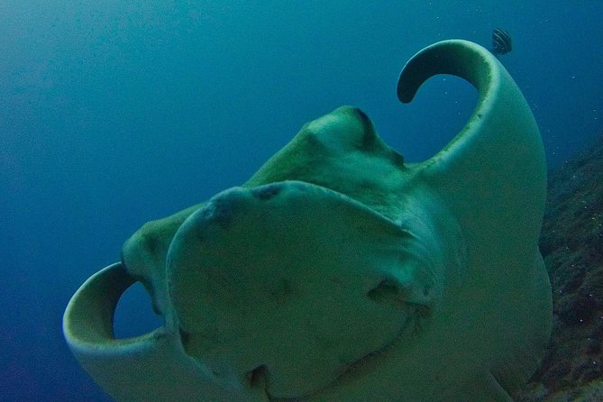 TRY SCUBA DIVING with a Dedicated Instructor - Key points at a glance