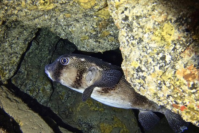 TRY SCUBA DIVING with a Dedicated Instructor - The briefing that makes the first session easier