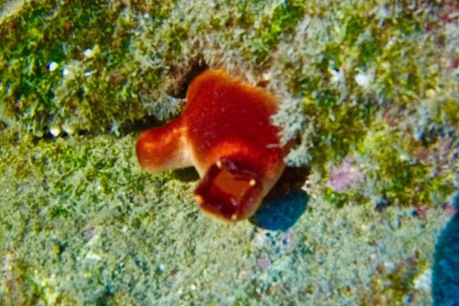 TRY SCUBA DIVING with a Dedicated Instructor - Who will enjoy this most
