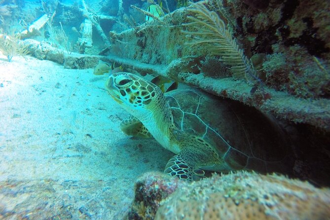 Try Scuba Diving with Professional Scuba Instructor - Who will enjoy this Key Largo experience?