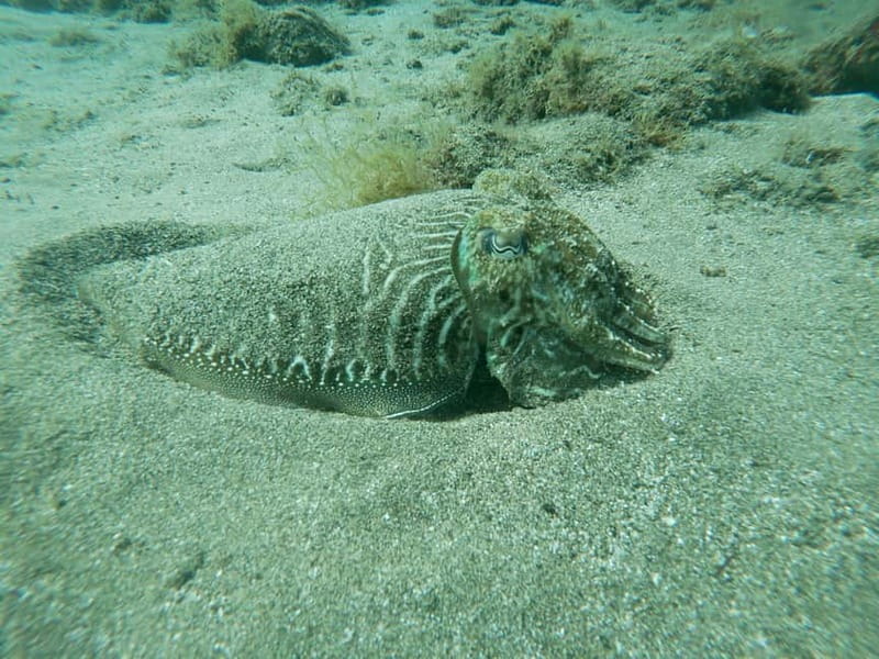TRY SCUBA - Experience for beginners - Seeing Lanzarote from below the surface