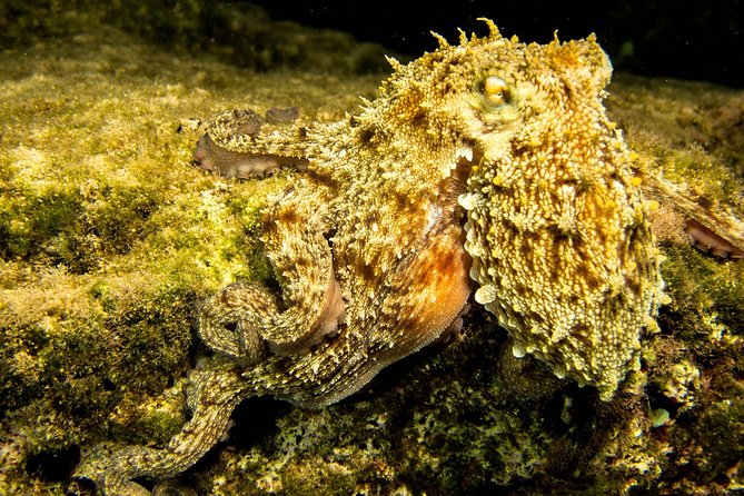 Try Scuba in Crete – Free Certification & Photos (Beginners) - The pickup map matters more than the price tag