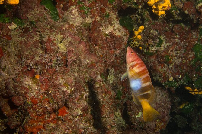 Try Scuba in Crete – Free Certification & Photos (Beginners) - Cancellation and weather advice