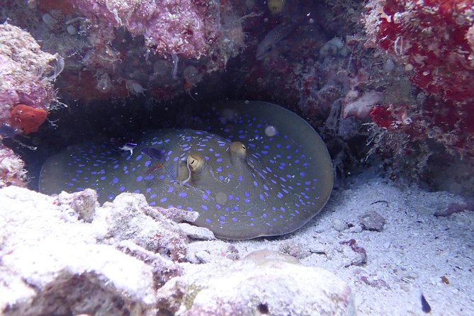 TRY SCUBA (non diver) - Why this Semporna experience works for beginners
