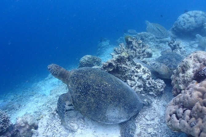 TRY SCUBA (non diver) - Who should choose this half-day scuba program